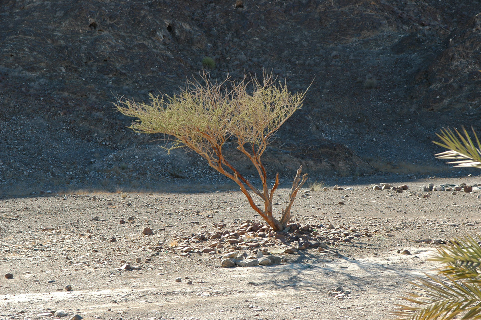 DXB Hatta - small bush in stony soil on the road towards the Hatta Pools 3008x2000