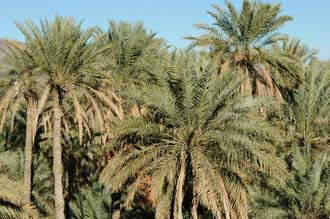 DXB Hatta - palm trees 03 3008x2000