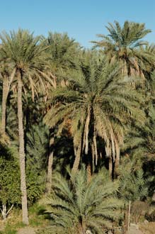 DXB Hatta - palm trees 04 3008x2000