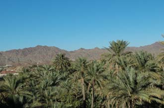 DXB Hatta - palm trees with vegetable plantation and Hajar mountains 04 3008x2000