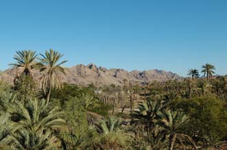 DXB Hatta - palm trees with vegetable plantation and Hajar mountains 05 3008x2000