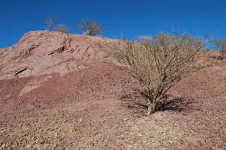 DXB Hatta - red rocks with bush 03 3008x2000