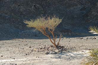 DXB Hatta - small bush in stony soil on the road towards the Hatta Pools 3008x2000