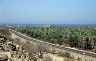 DXB Bidiya - palm plantation and street view from watchtower above Bidiya mosque 5340x3400