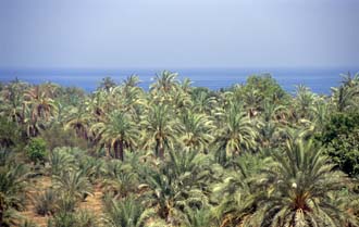 DXB Bidiya - palm plantation view from watchtower above Bidiya mosque 01 5340x3400