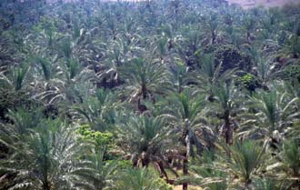 DXB Bidiya - palm plantation view from watchtower above Bidiya mosque 02 5340x3400