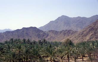 DXB Bidiya - palm plantation view from watchtower above Bidiya mosque with Hajar mountains 5340x3400