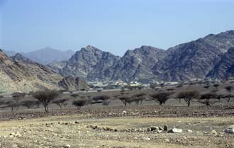 DXB Ras Al-Khaimah - Hajar mountains with thornbushes 01 5340x3400
