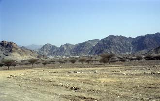 DXB Ras Al-Khaimah - Hajar mountains with thornbushes 02 5340x3400